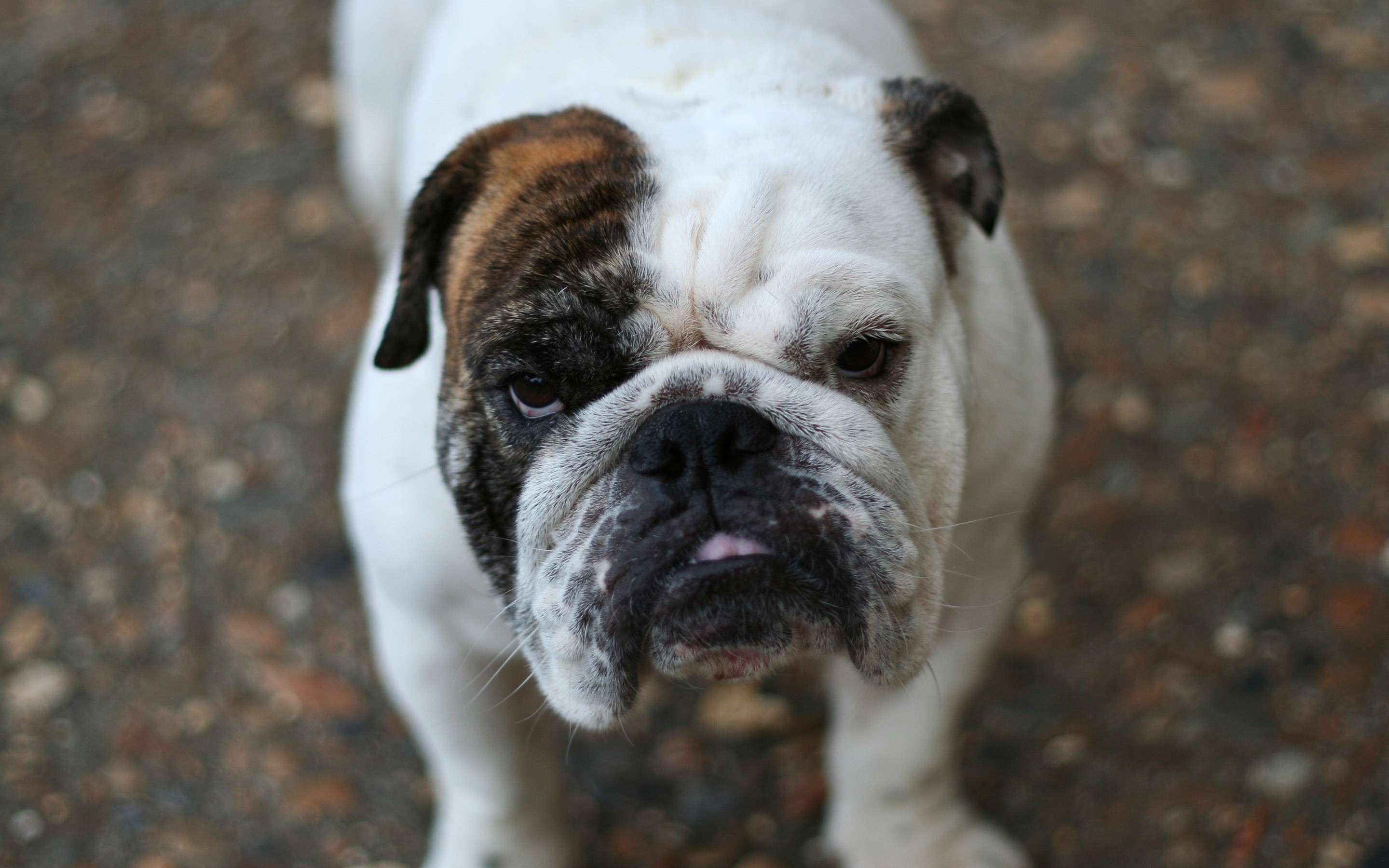 Animals Funny Images Tamil - HD Wallpaper 