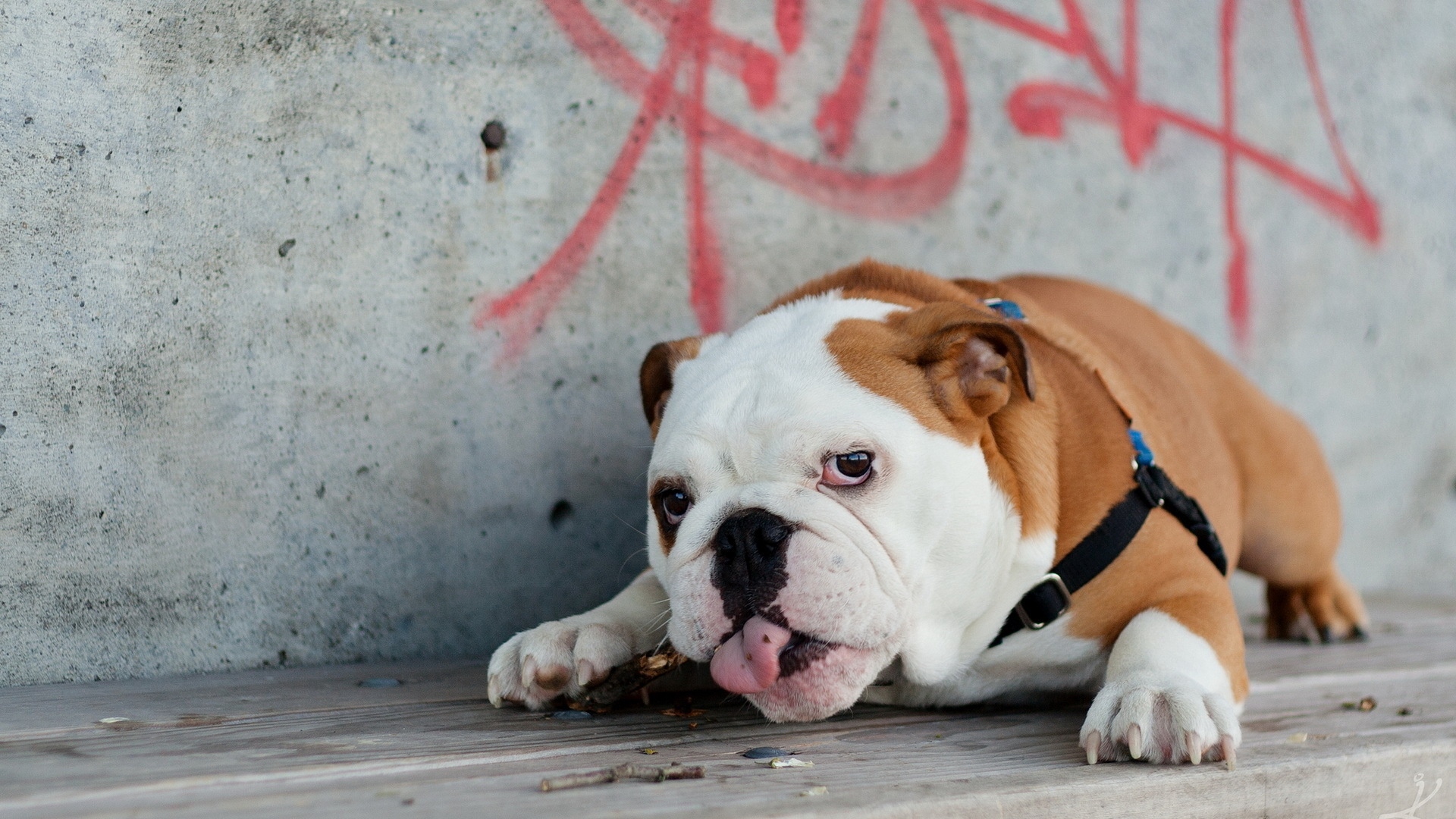 Wallpaper English Bulldog, Lies, Tongue, Dog, Thick - English Bulldog - HD Wallpaper 
