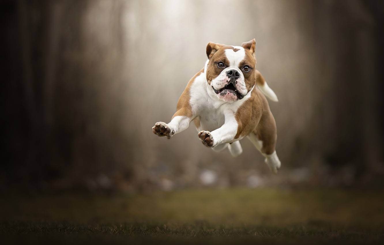 Photo Wallpaper Jump, Dog, Flight, Walk, Bokeh, English - English Bulldog - HD Wallpaper 