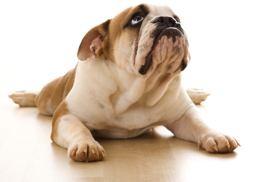 Custom Hdq Bulldogs Wallpapers And Pictures - HD Wallpaper 