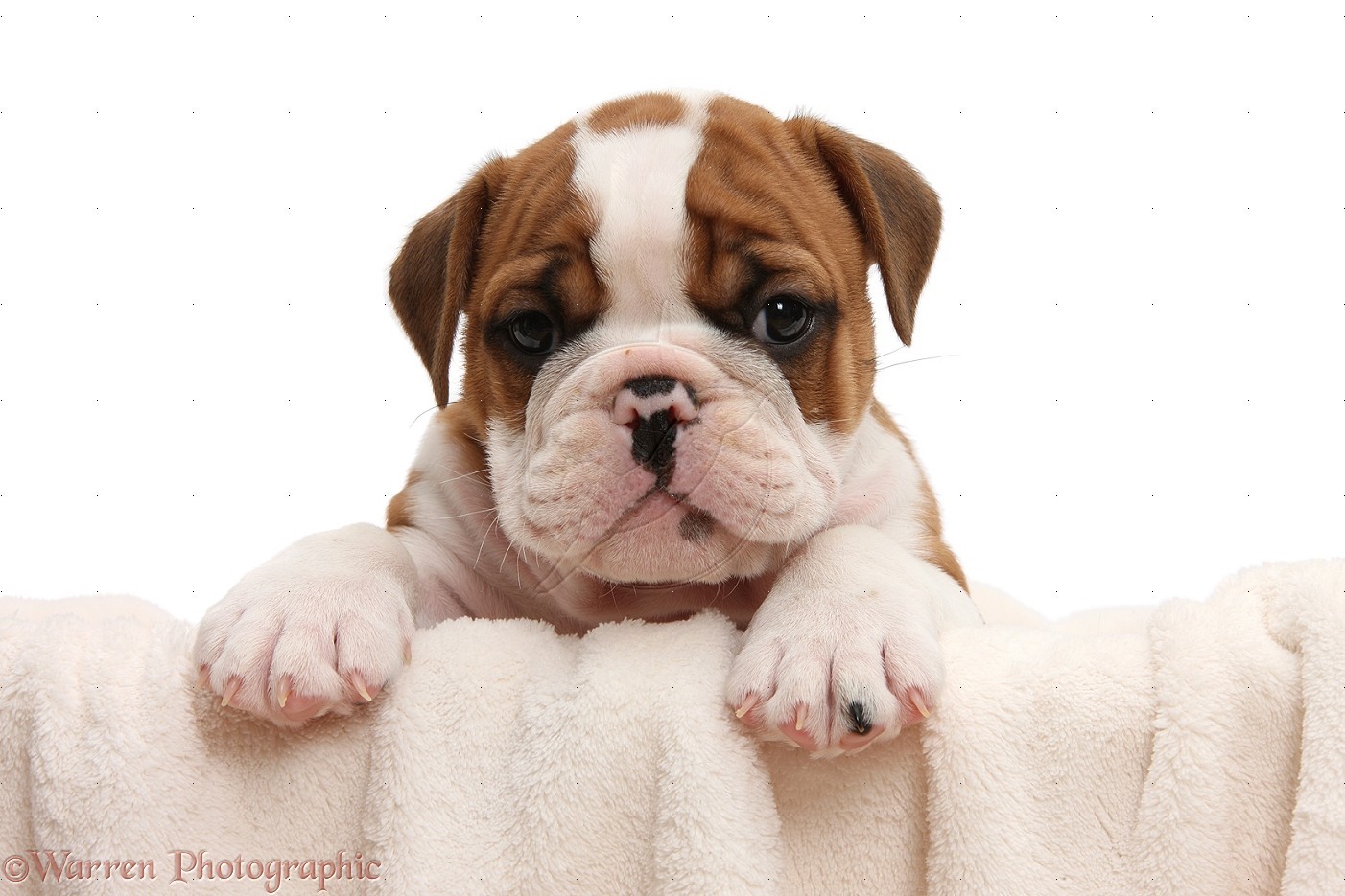 Cute Bulldog Puppy - HD Wallpaper 