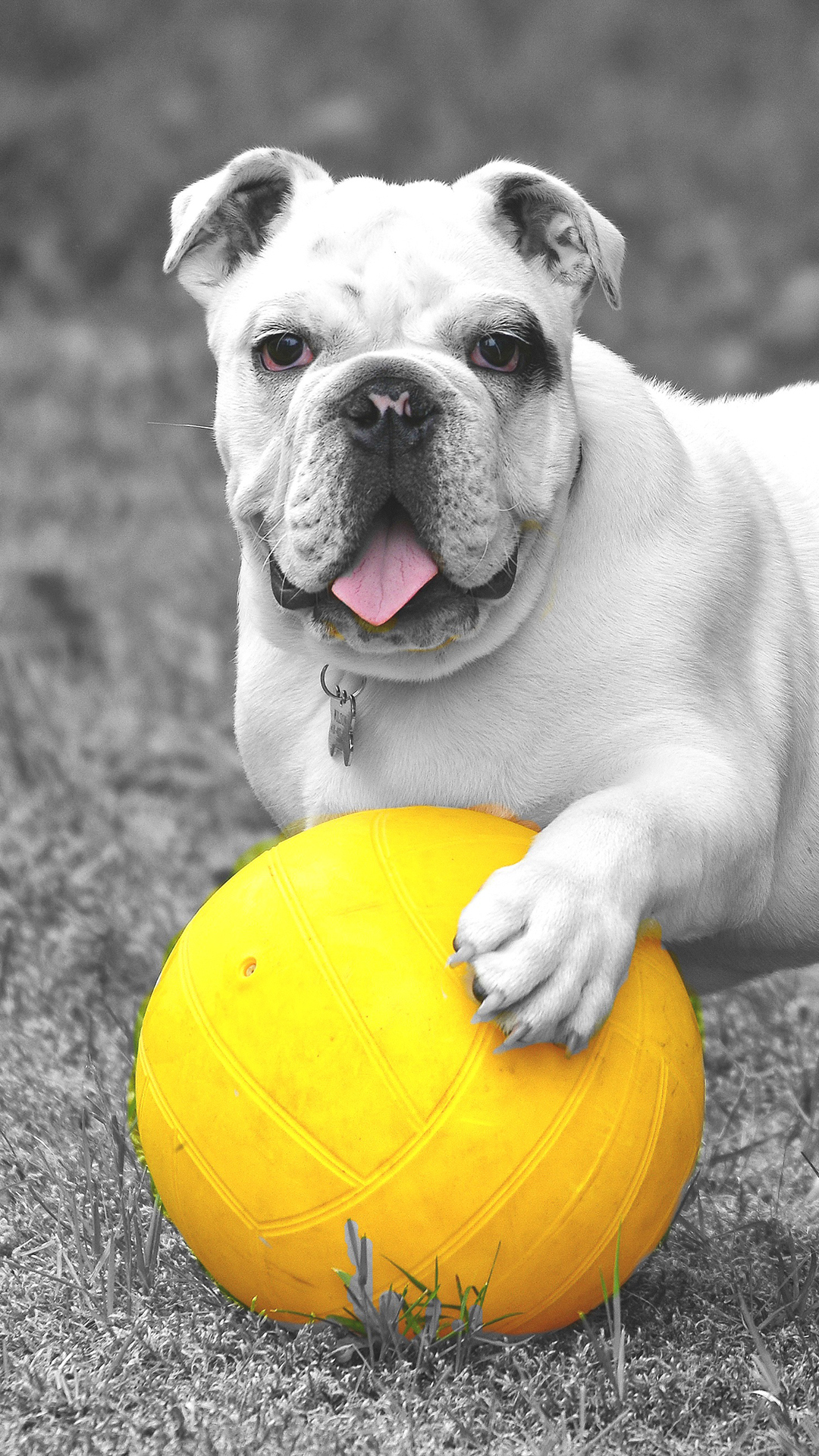 Bulldog Dog Wallpaper Mobile - HD Wallpaper 