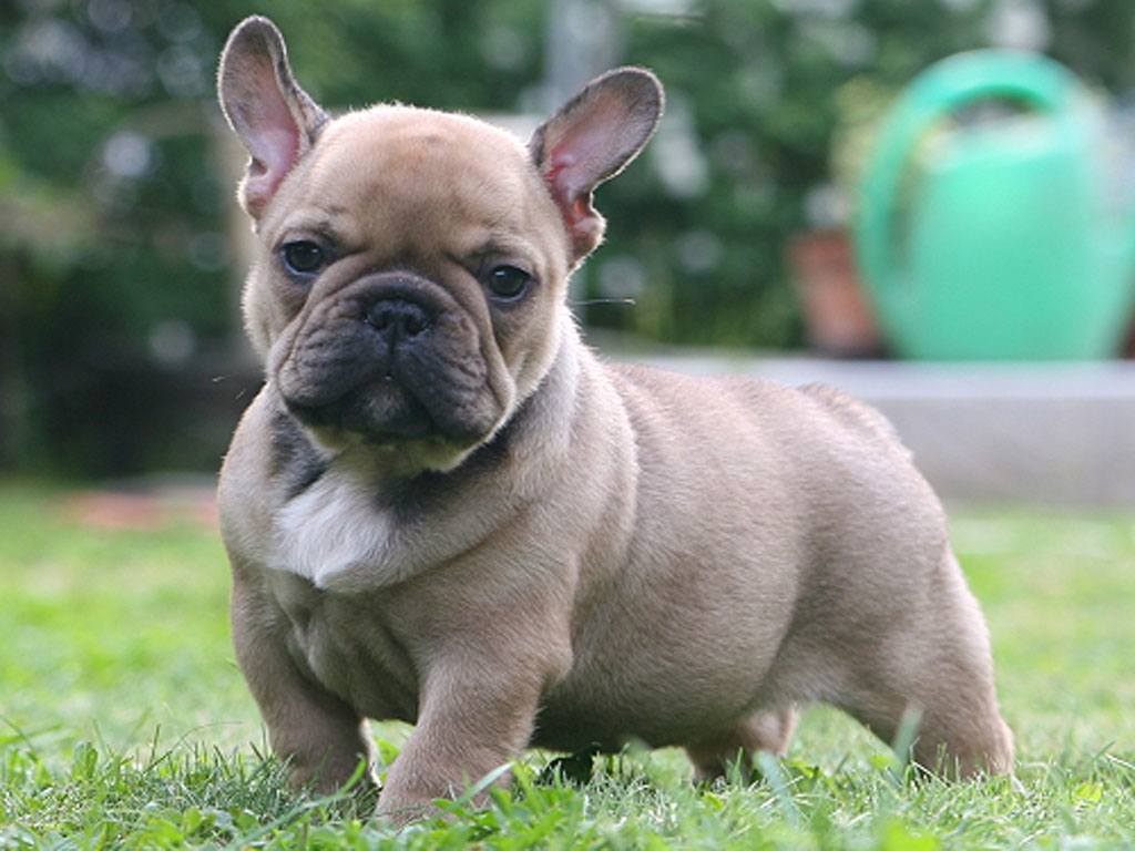 French Bulldog Cross Sausage Dog - HD Wallpaper 