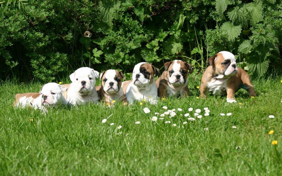 *** English Bulldog Puppes *** Wallpaper,puppes Hd - English Bulldog Puppies Background - HD Wallpaper 