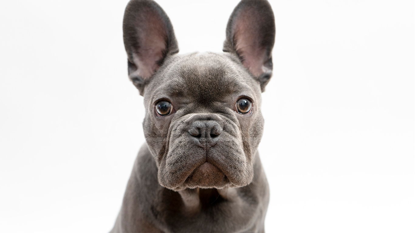 Dog Photography Nyc - French Bulldog - HD Wallpaper 