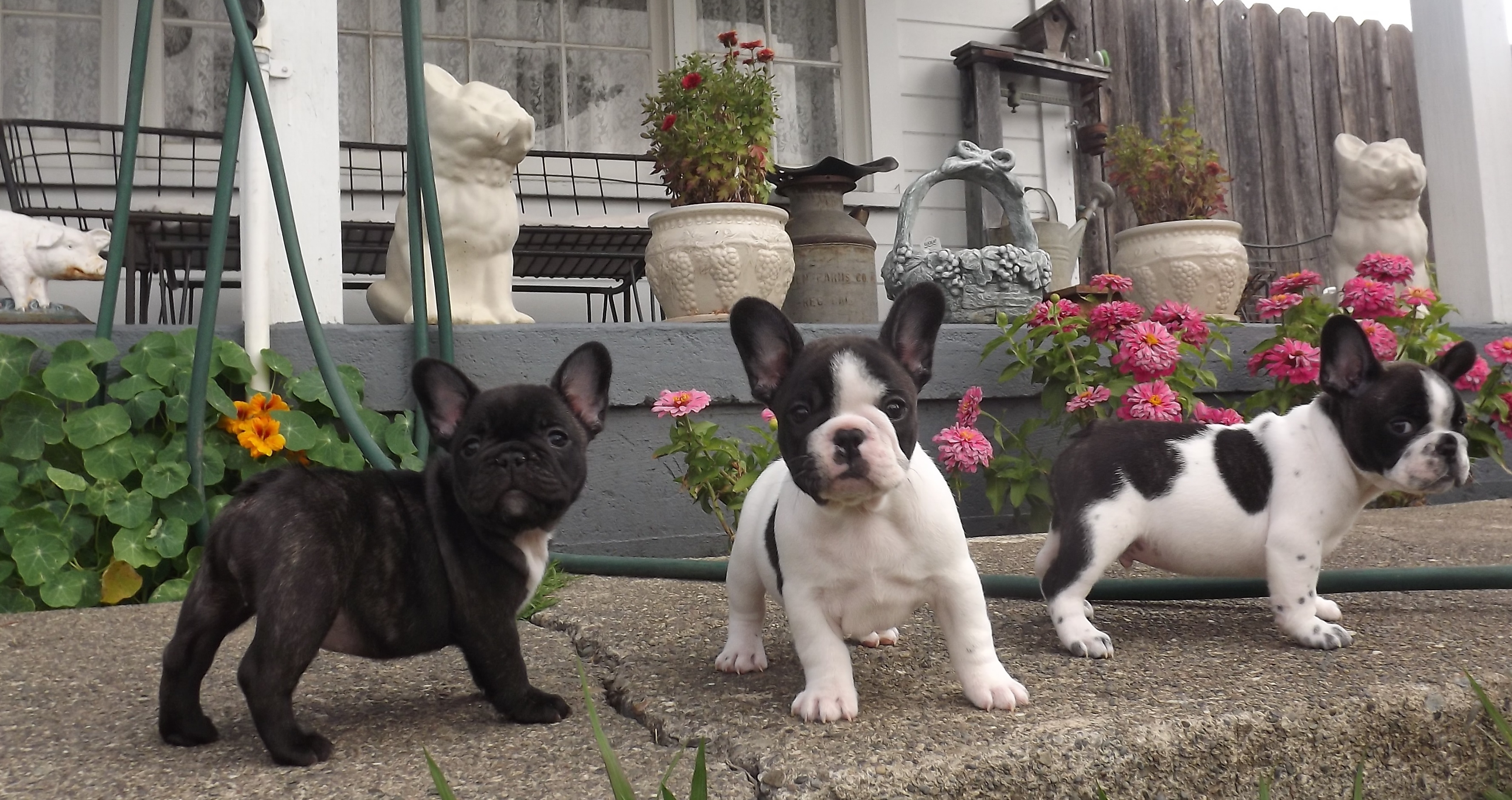 Toy French Bulldog - HD Wallpaper 