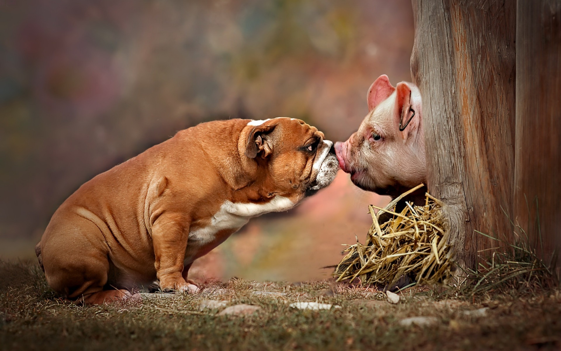 American Bulldog, Piglet, Farm, Friendship Concepts, - Fette Hunde - HD Wallpaper 