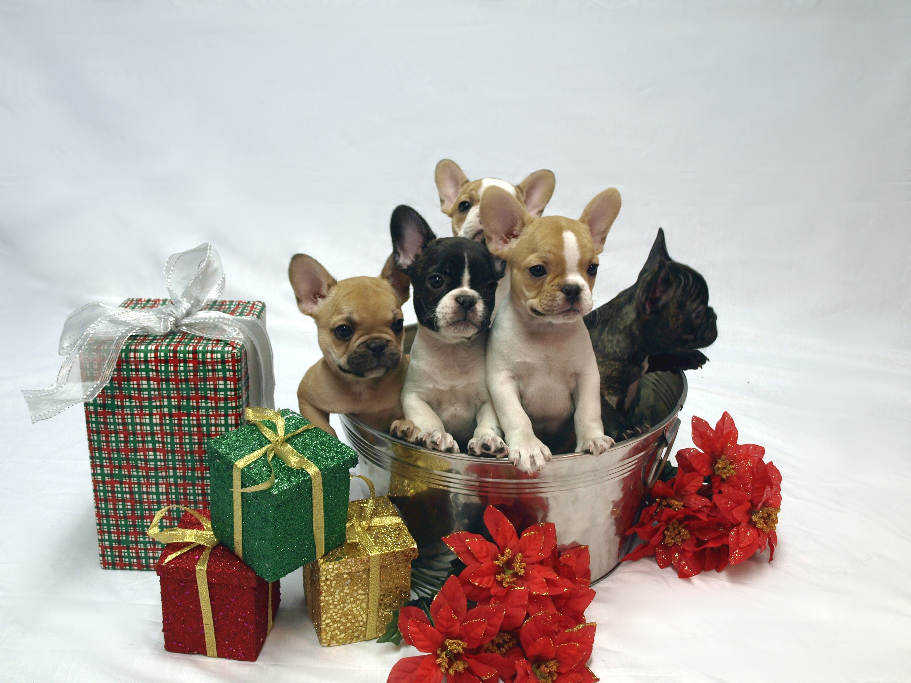 Puppys1007 - French Bulldog Puppies Christmas - HD Wallpaper 
