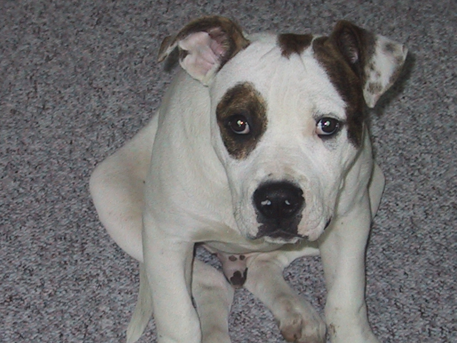 Funny American Bulldog Duke Wallpaper - Dogo Guatemalteco - HD Wallpaper 