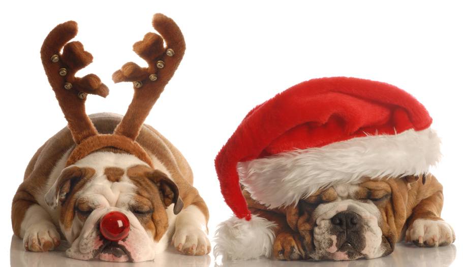 English Bulldogs In Costumes - HD Wallpaper 