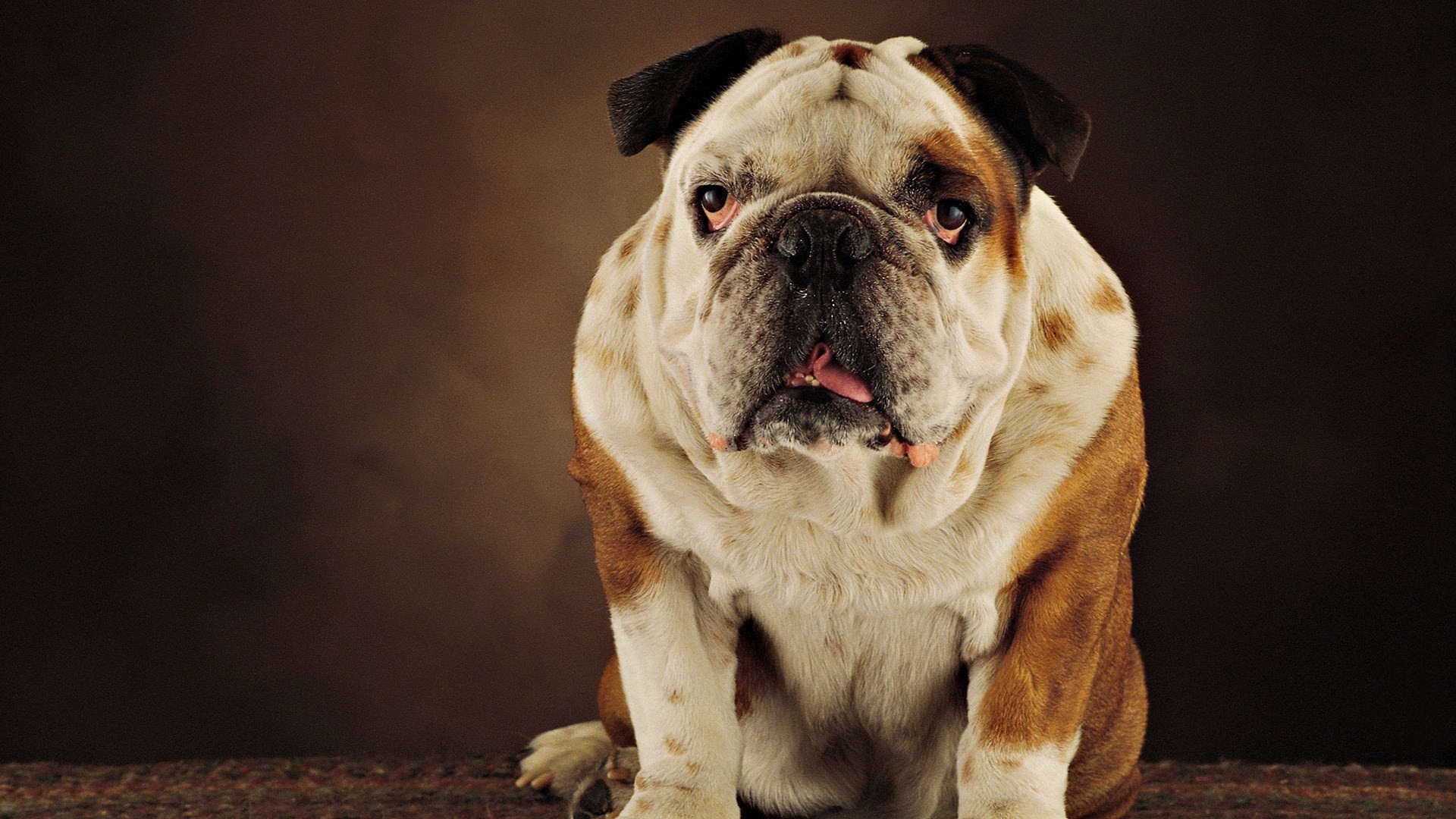 Free Download Pictures Of Bulldog Wallpaper Wpt4605853 - Best Dogs To Get - HD Wallpaper 