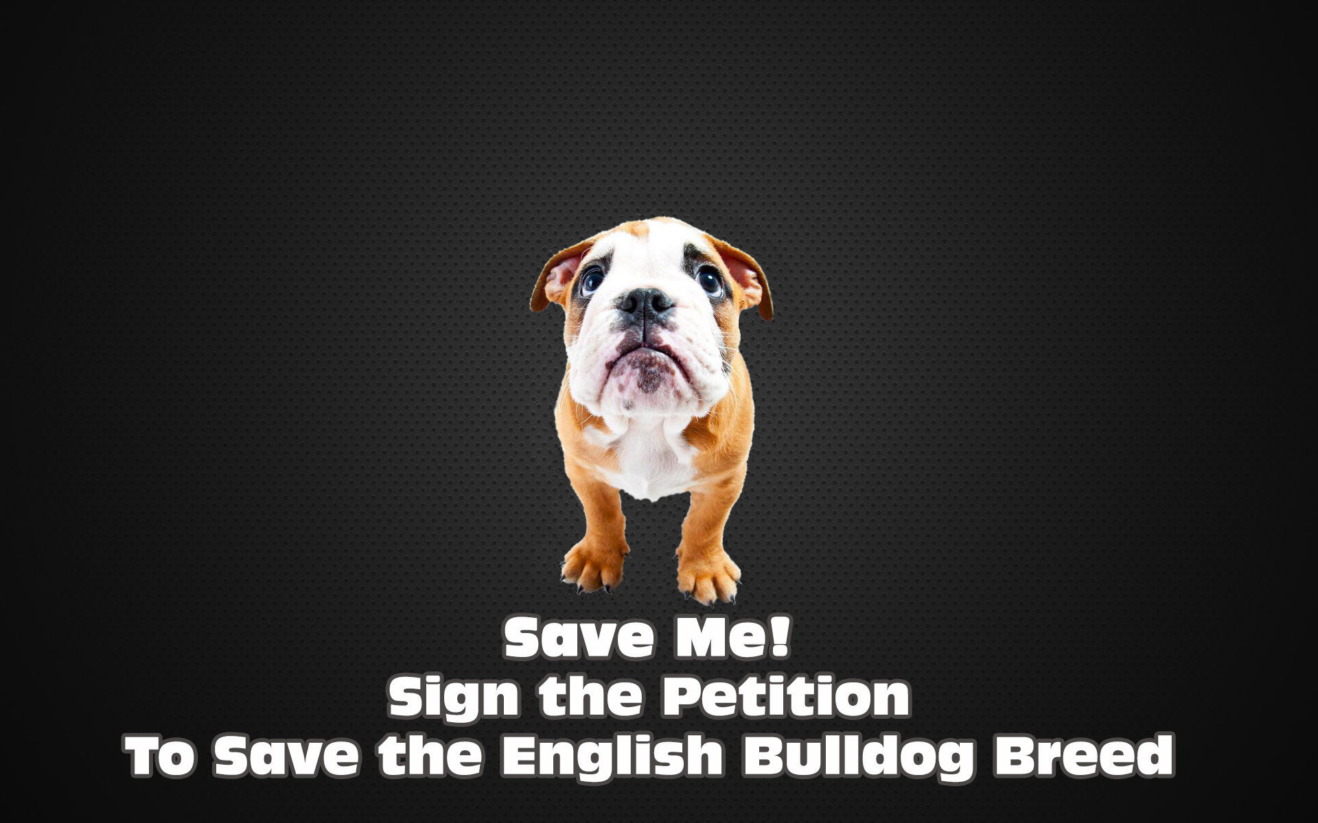 Olde English Bulldogge - HD Wallpaper 
