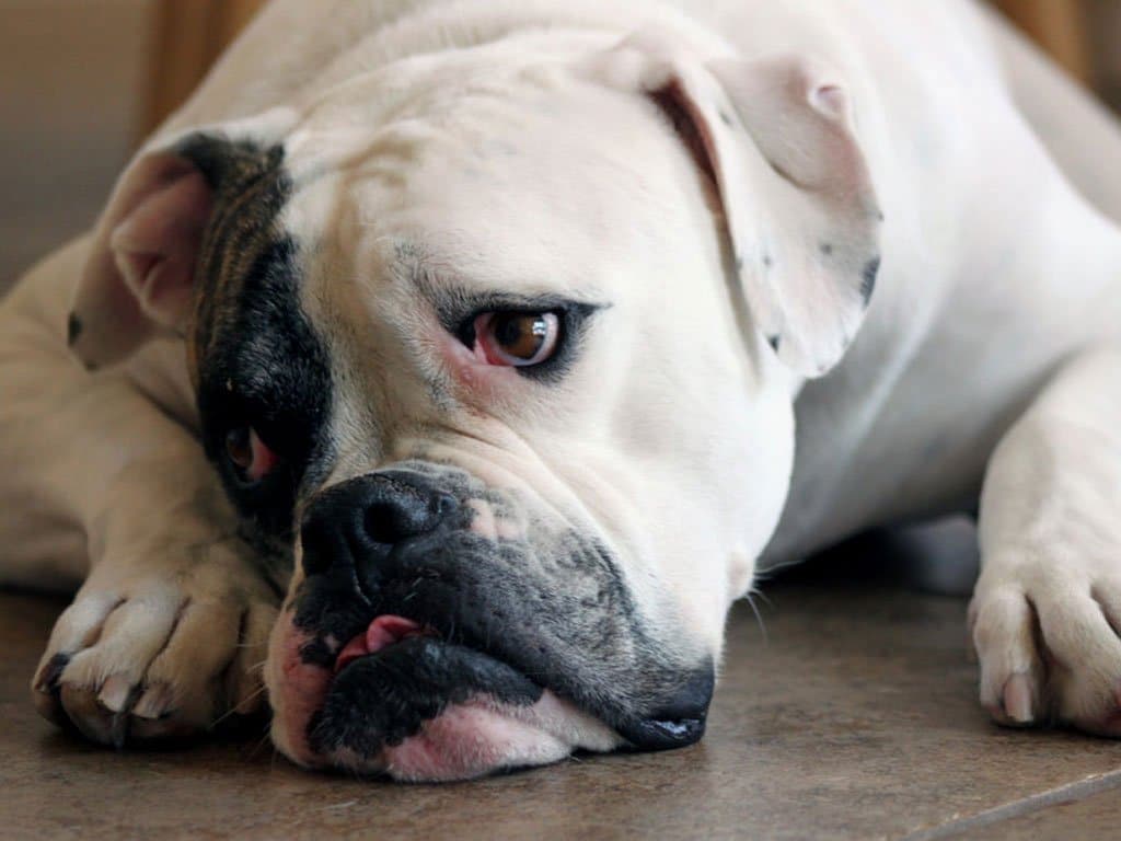 Bulldog Americano - Cucciolo Bulldog Americano - HD Wallpaper 