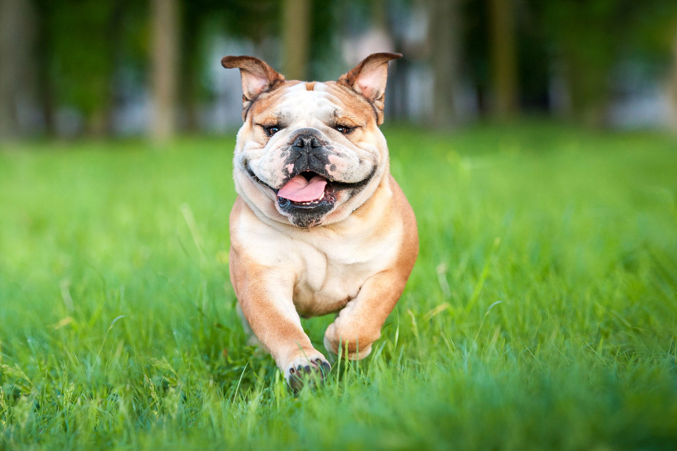 Happy Dogs Bulldogs - HD Wallpaper 