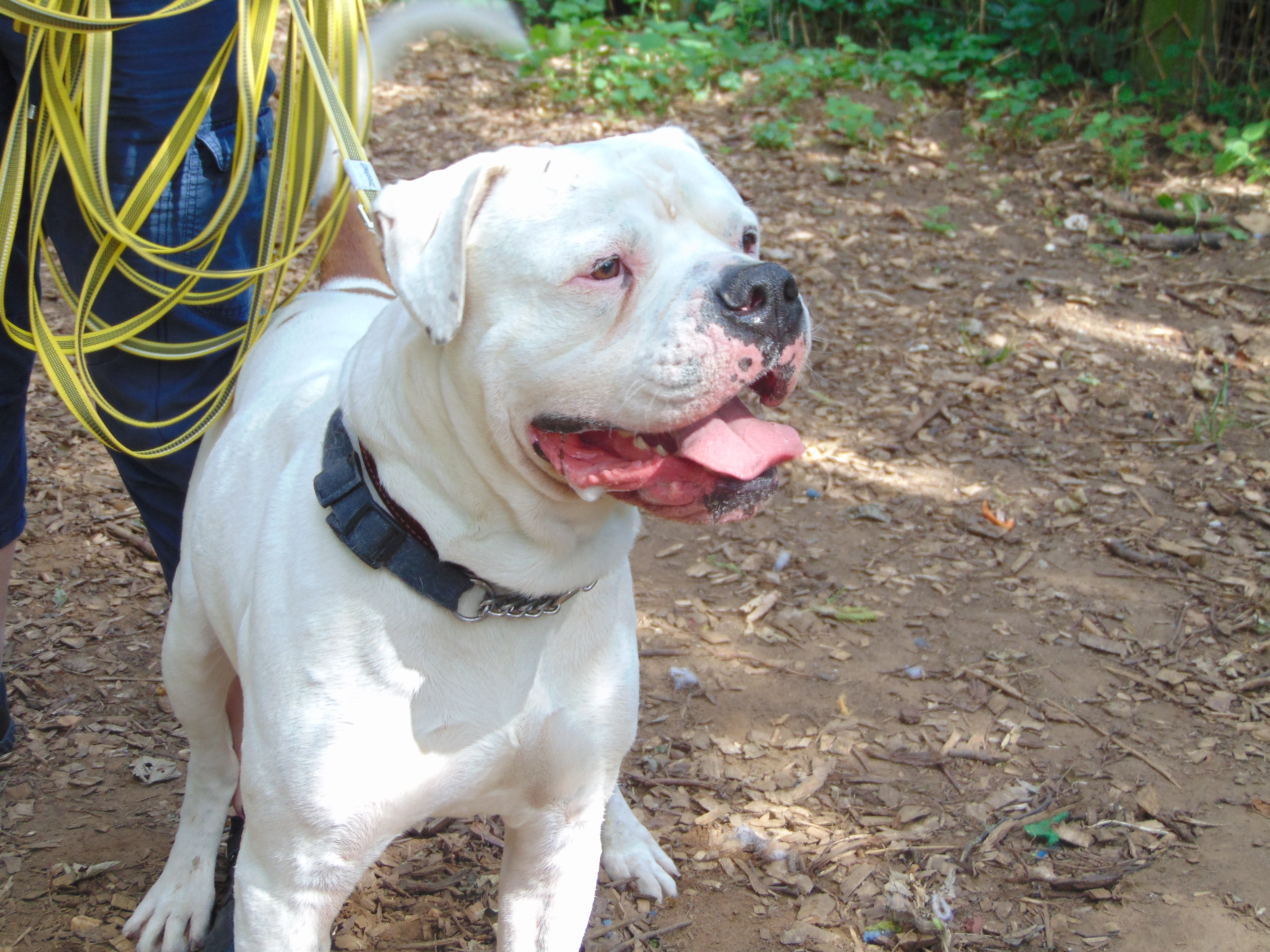 Dogo Guatemalteco - HD Wallpaper 