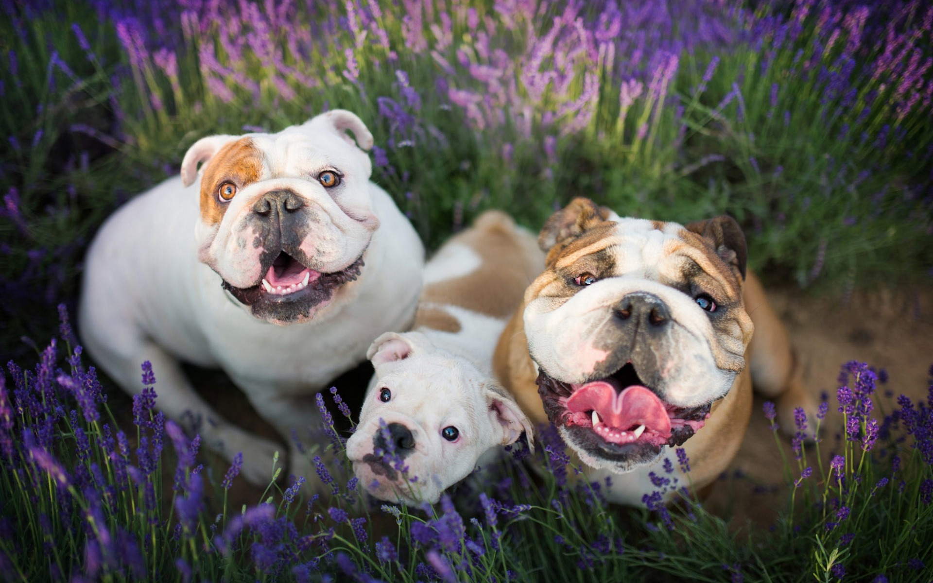 English Bulldog, Family, Cute Dogs, Pets, Lavender, - Bulldog - HD Wallpaper 
