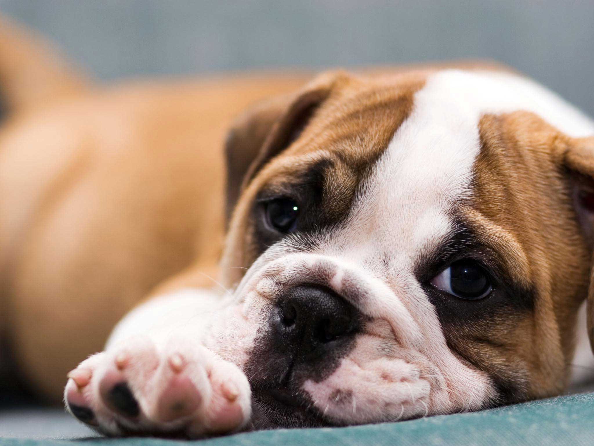 Puppy Wallpapers Free - Bulldog High Resolution - HD Wallpaper 