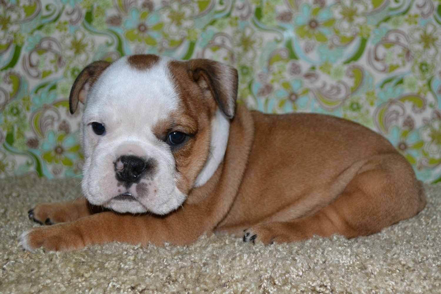 Bulldog Puppy - HD Wallpaper 