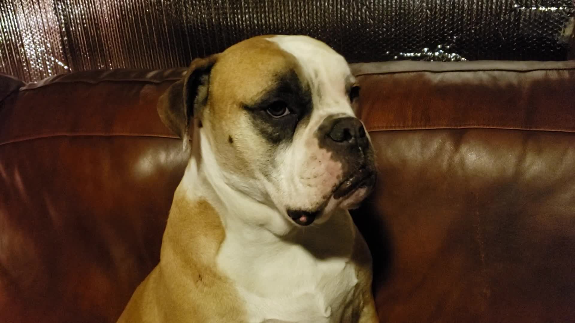 Olde English Bulldogge - HD Wallpaper 