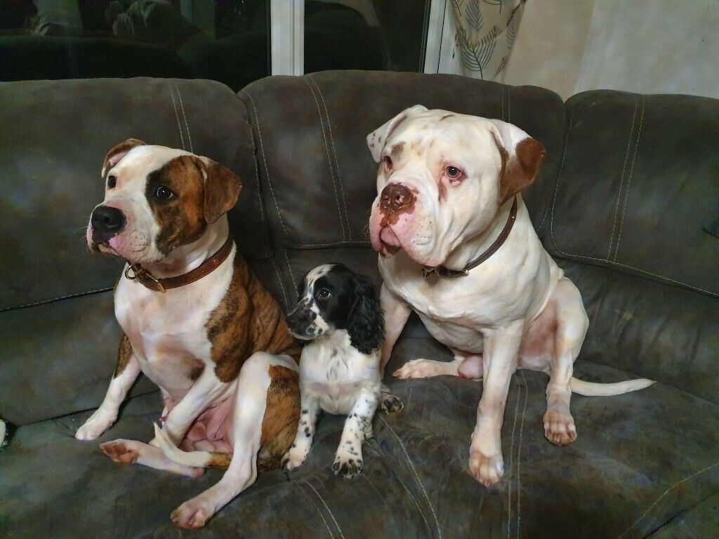 Olde English Bulldogge - HD Wallpaper 