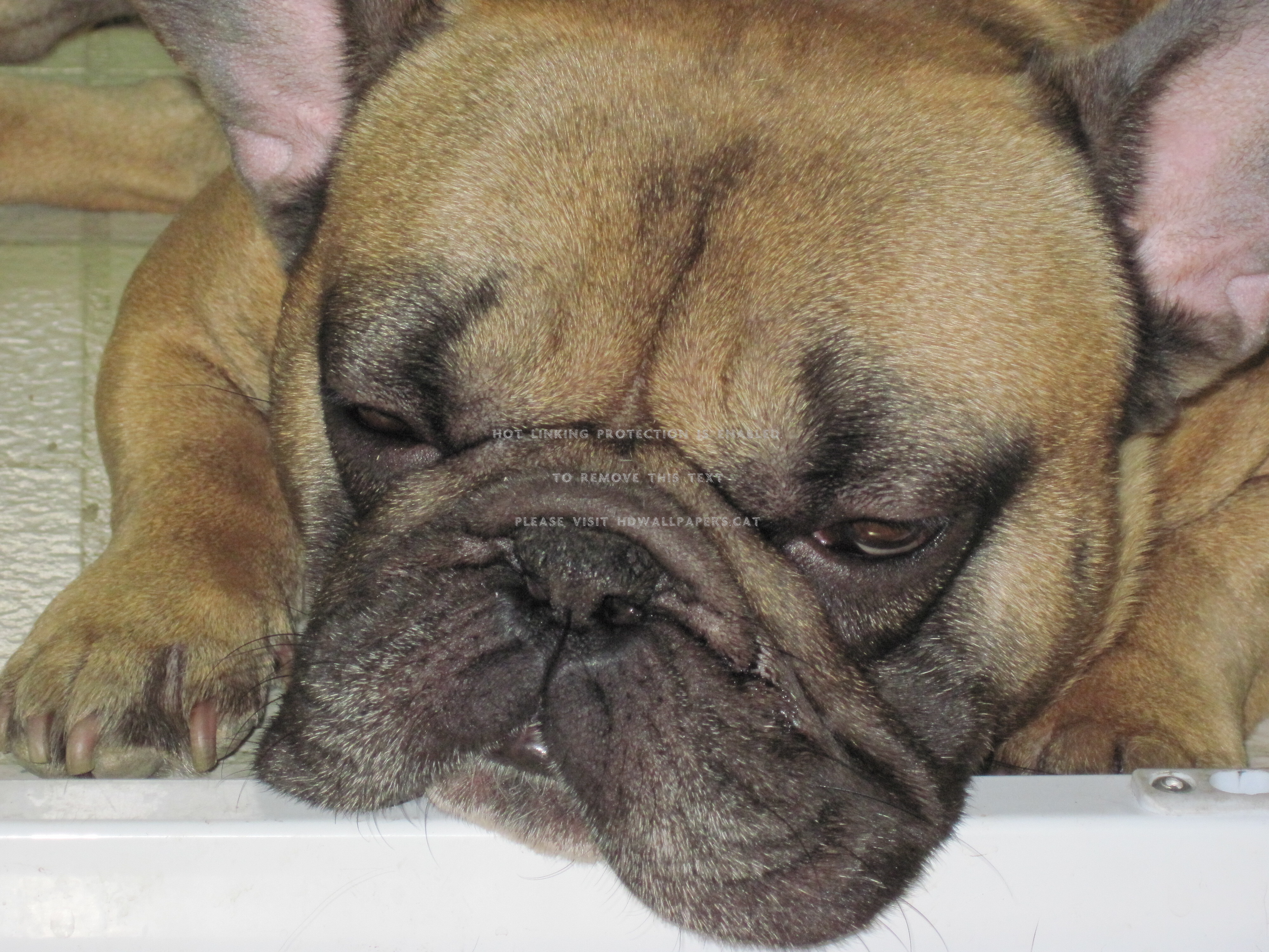Sleeping French Bulldog Frenchie Animals - French Bulldog - HD Wallpaper 
