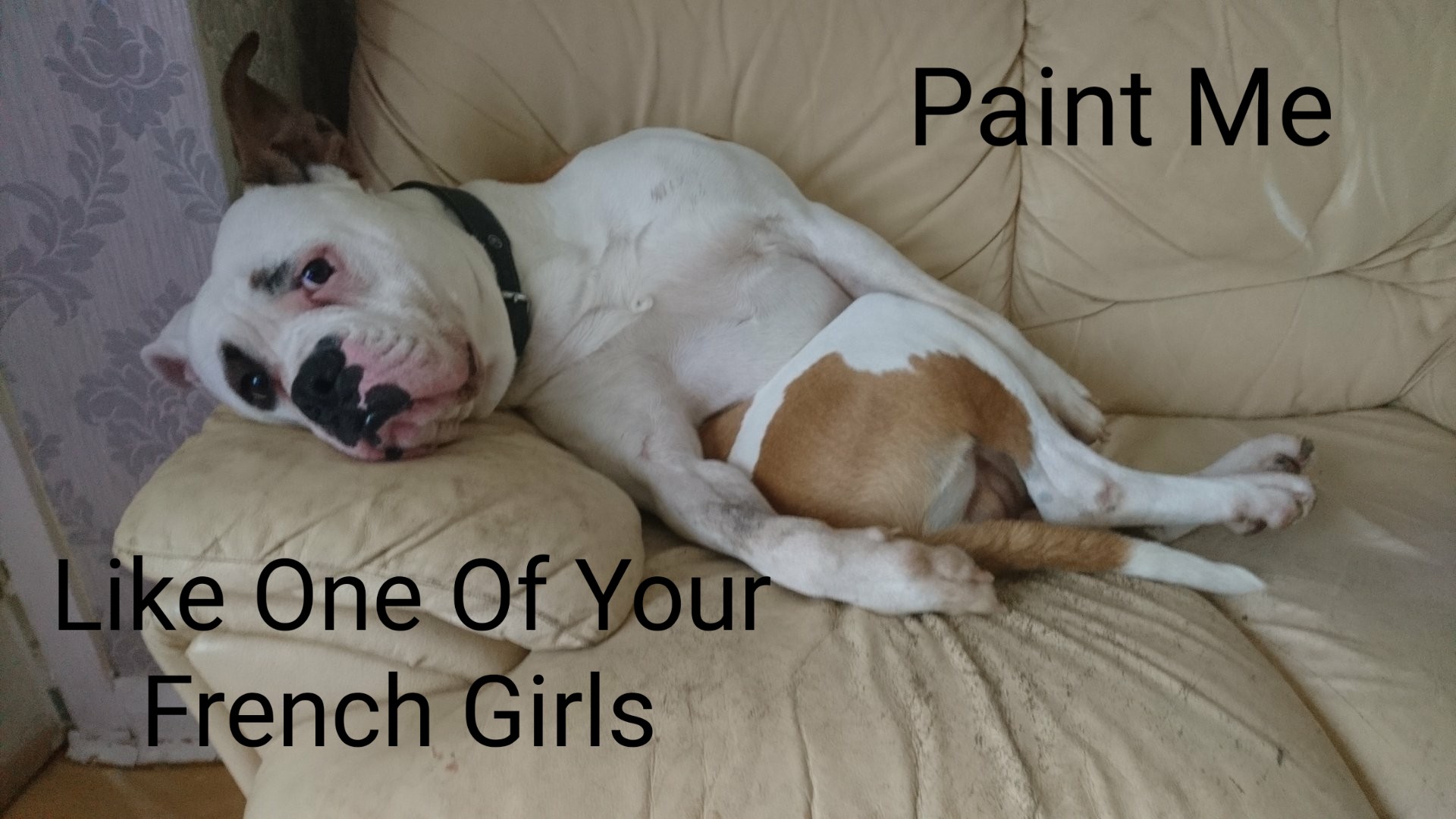 Dogo Guatemalteco - HD Wallpaper 