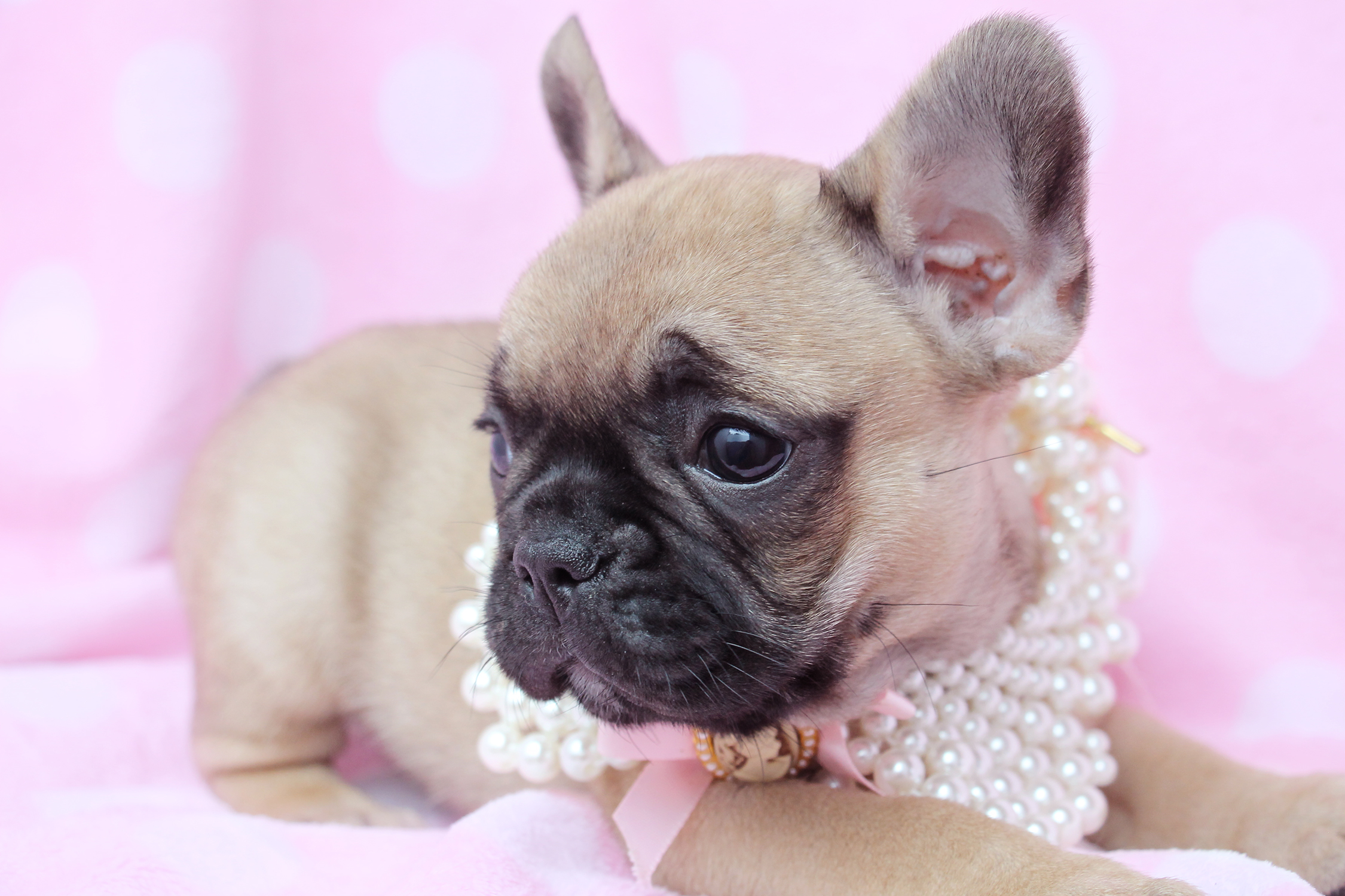 French Bulldogs - HD Wallpaper 