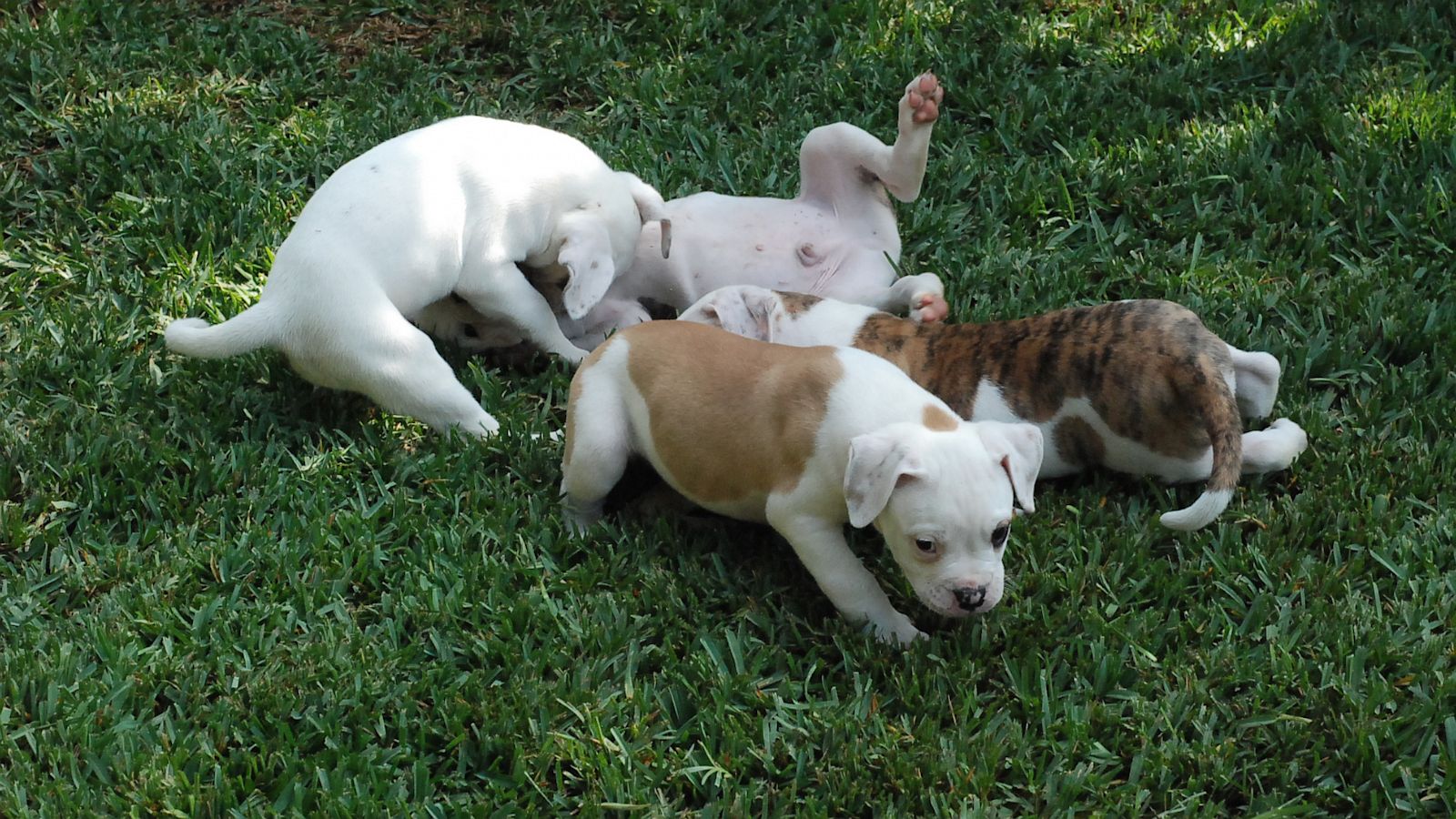 American Bulldog Puppies - HD Wallpaper 