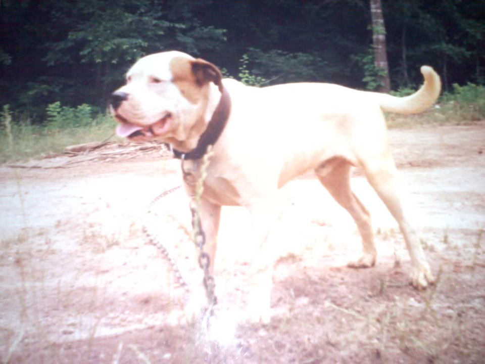 Perro De Presa Mallorquin - HD Wallpaper 