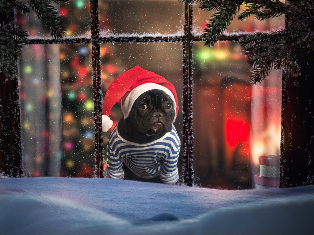 French Bulldog Christmas - HD Wallpaper 