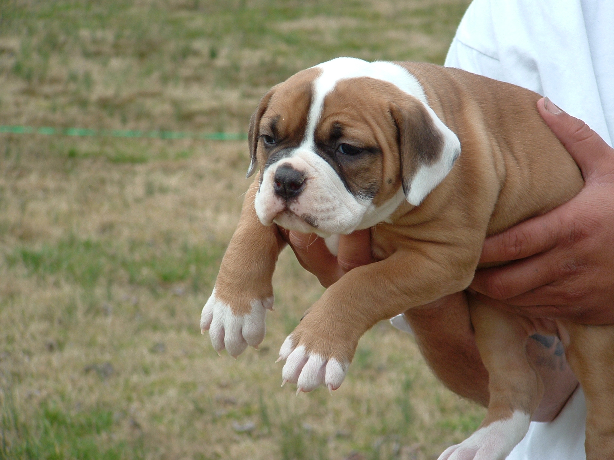 Brown And White American Bulldog Puppy - HD Wallpaper 