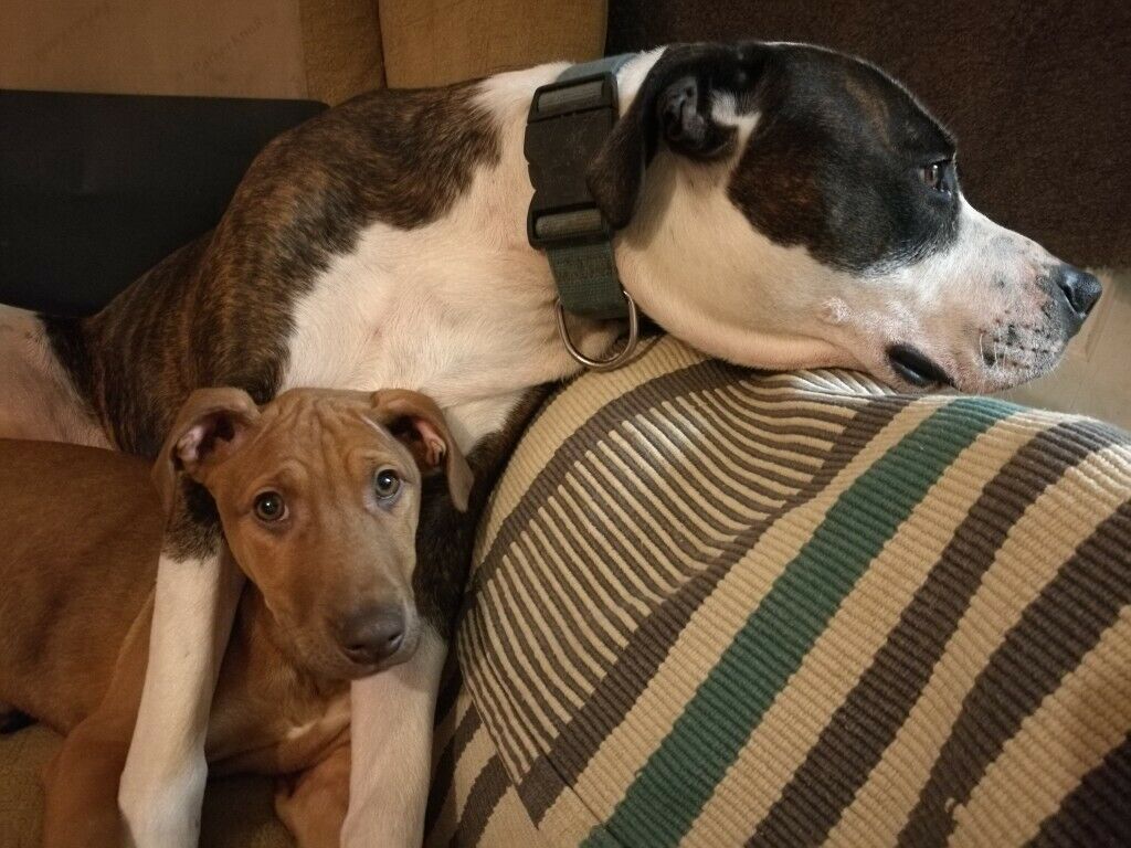 Companion Dog - HD Wallpaper 