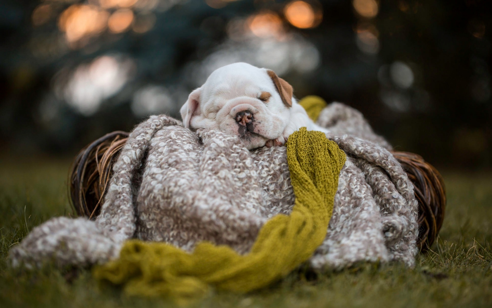American Bulldog, Very Small Puppy, White Cute Puppy, - Puppy American Bulldog In Baskets - HD Wallpaper 
