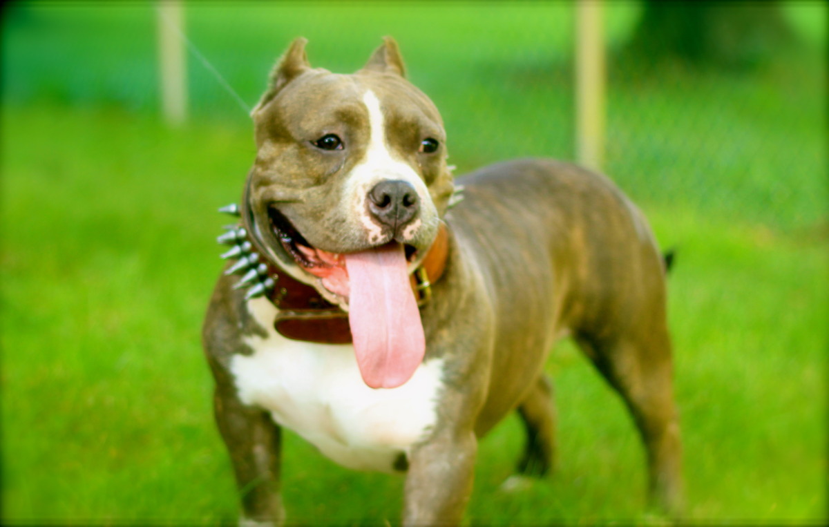 American Bully On The Field Wallpaper - American Bully - HD Wallpaper 