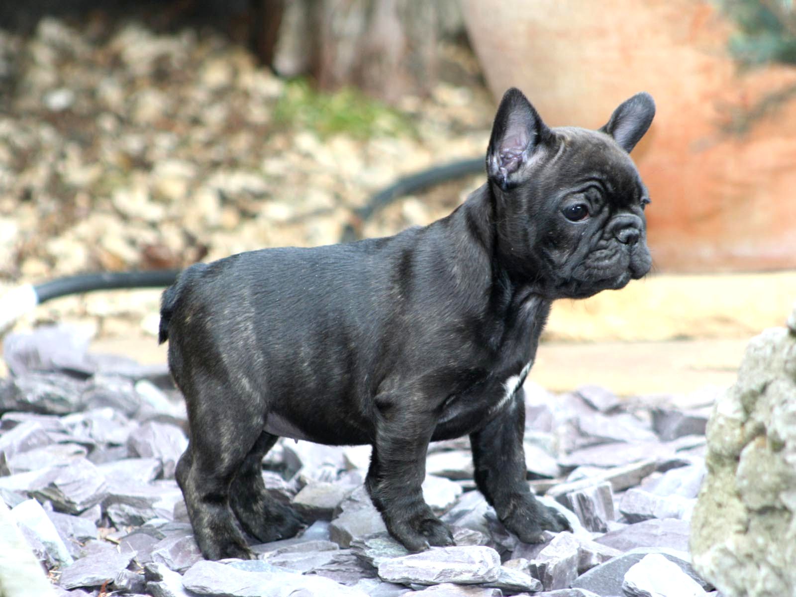 French Bully Mix French Bulldog Wallpapers Hd - Black Grey French Bulldog - HD Wallpaper 