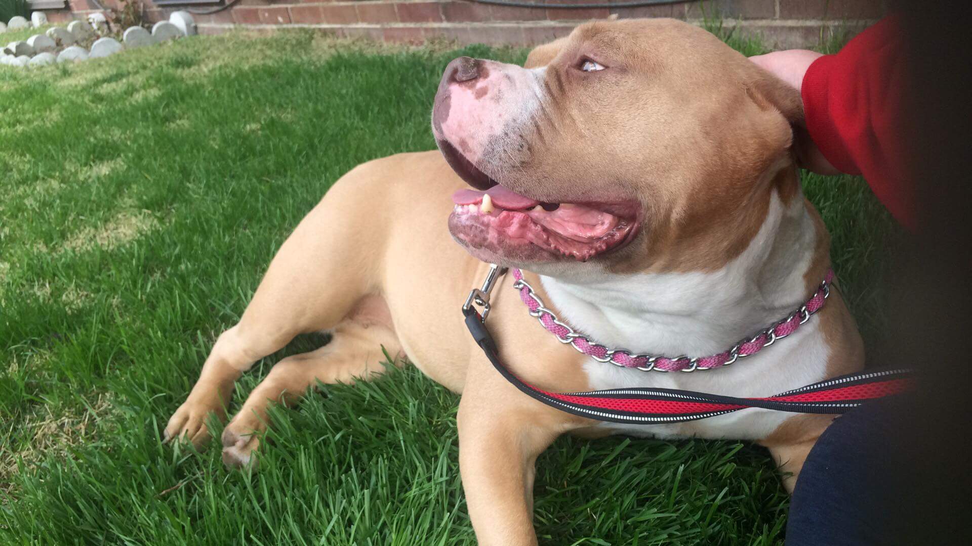 Pit Bull - HD Wallpaper 