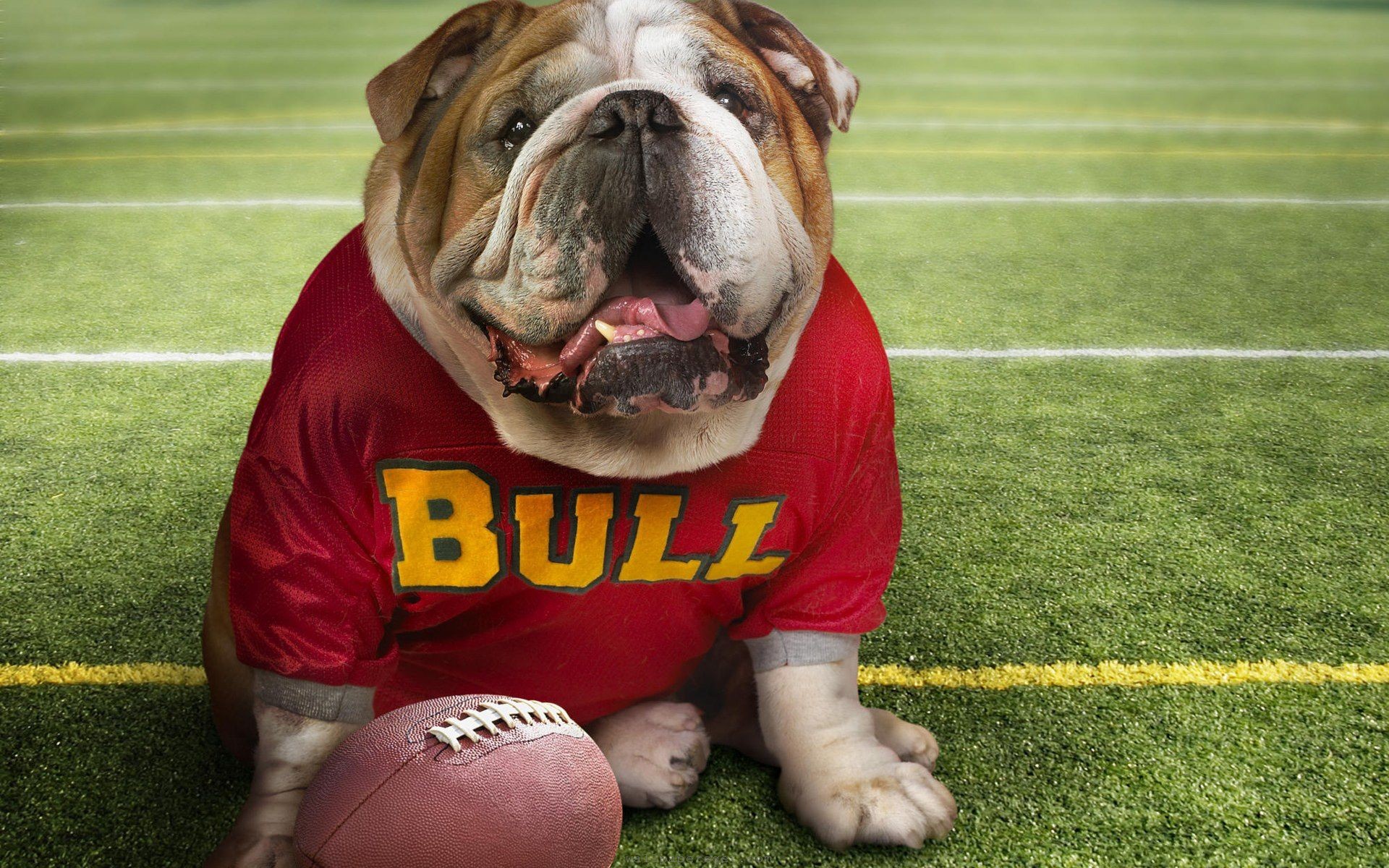 English Bulldog - HD Wallpaper 