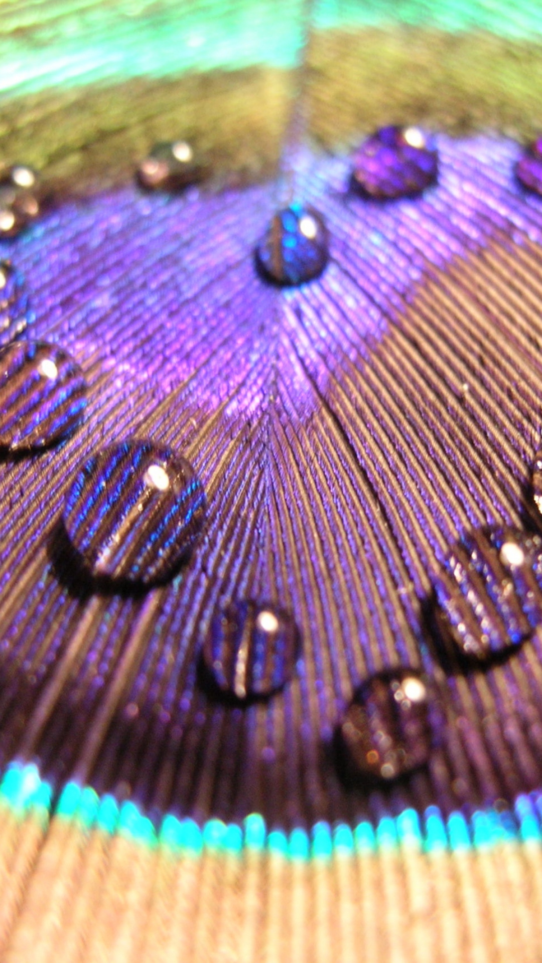 Wallpaper - HD Wallpaper 