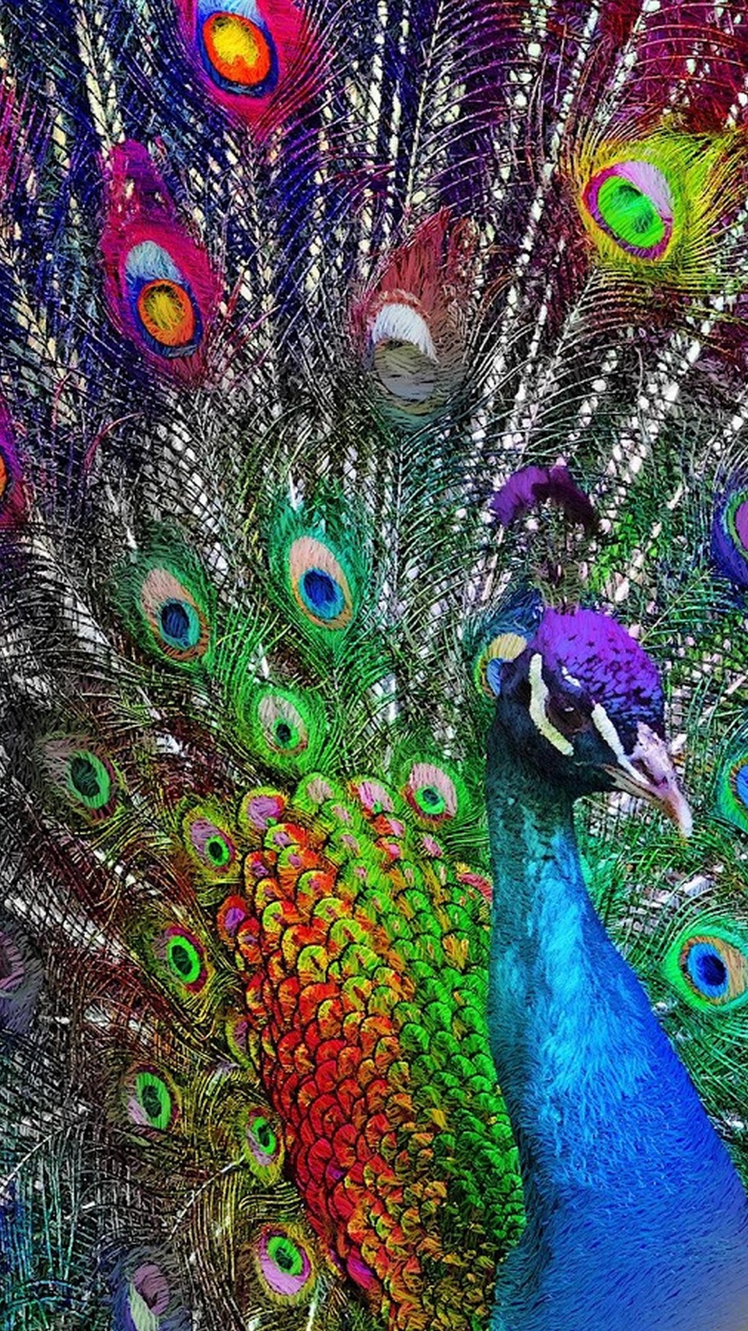 Purple Peacock Wallpaper For Iphone Resolution - HD Wallpaper 