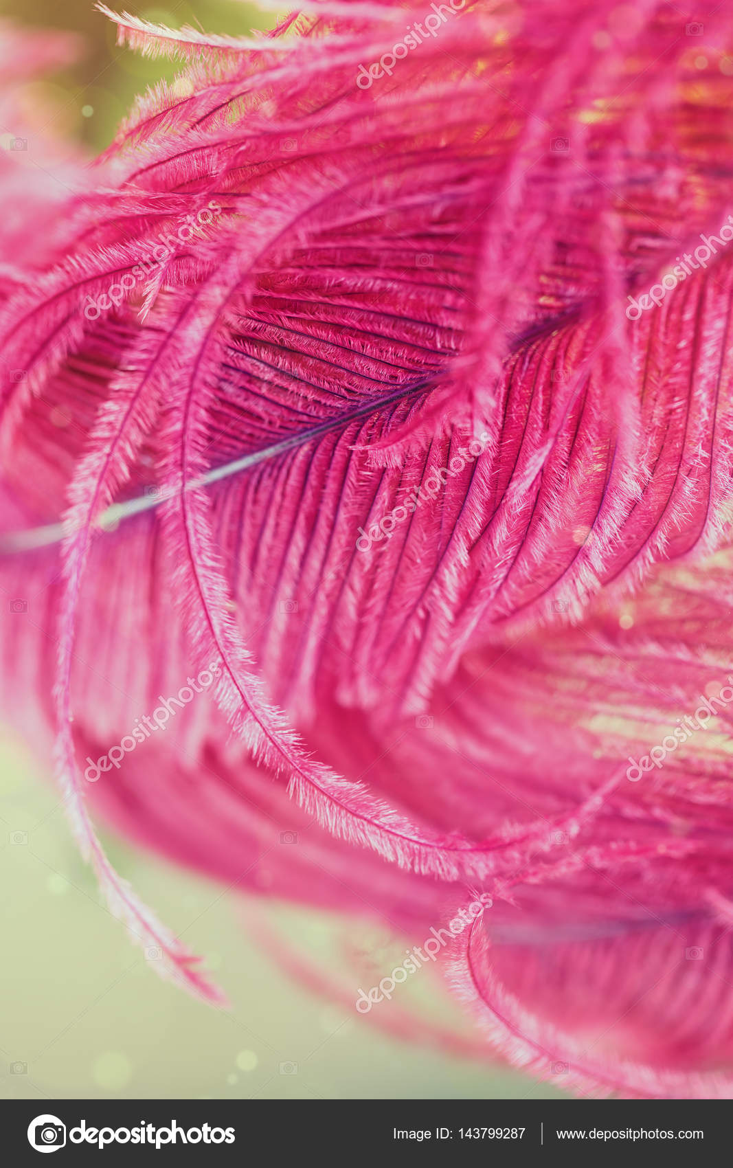 Close-up - HD Wallpaper 