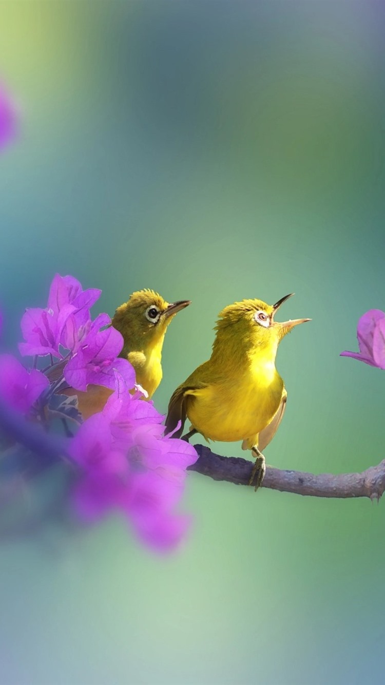 Iphone Wallpaper Green Feather Birds, Purple Flowers, - Pajaros De Colores Fondo De Pantalla - HD Wallpaper 