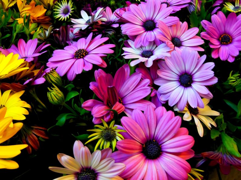 Purple Yellow Daisy Flowers 2560×1440 - Spring - HD Wallpaper 