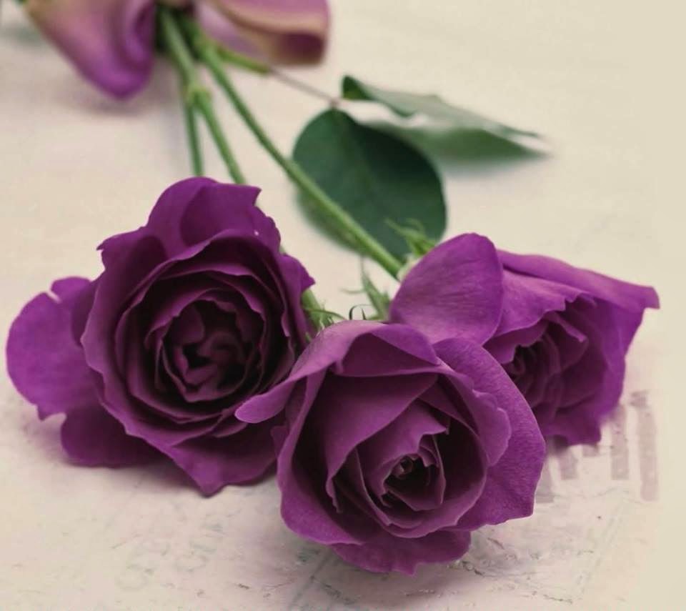 Beautiful Purple Color Rose Wallpaper 1080p - Purple Colour Beautiful Rose - HD Wallpaper 