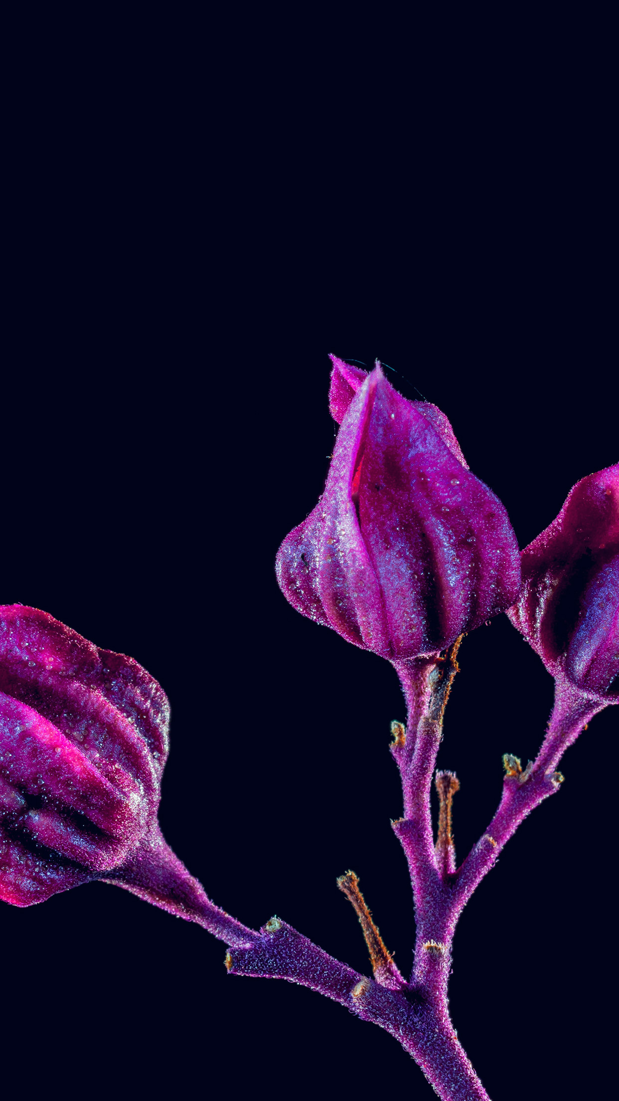 Nature Iphone Purple Wallpapers Hd - HD Wallpaper 