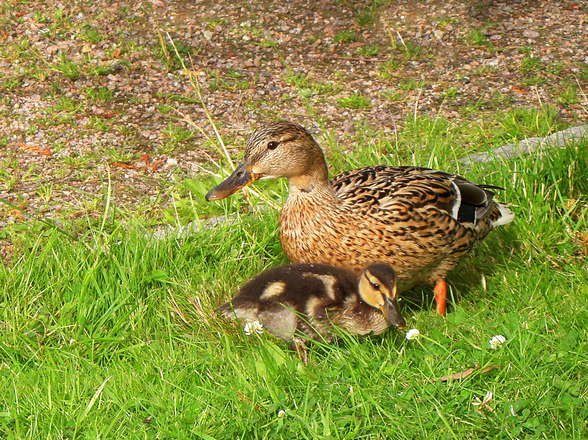 Mallard - HD Wallpaper 