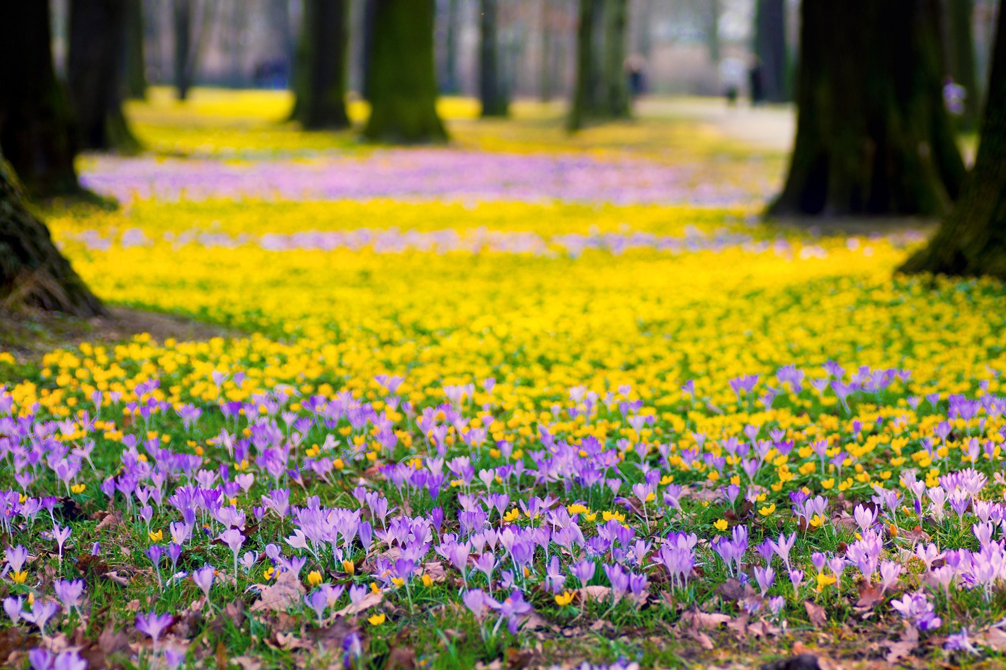 Yellow And Purple Flower Background 2000x1333 Wallpaper teahub.io