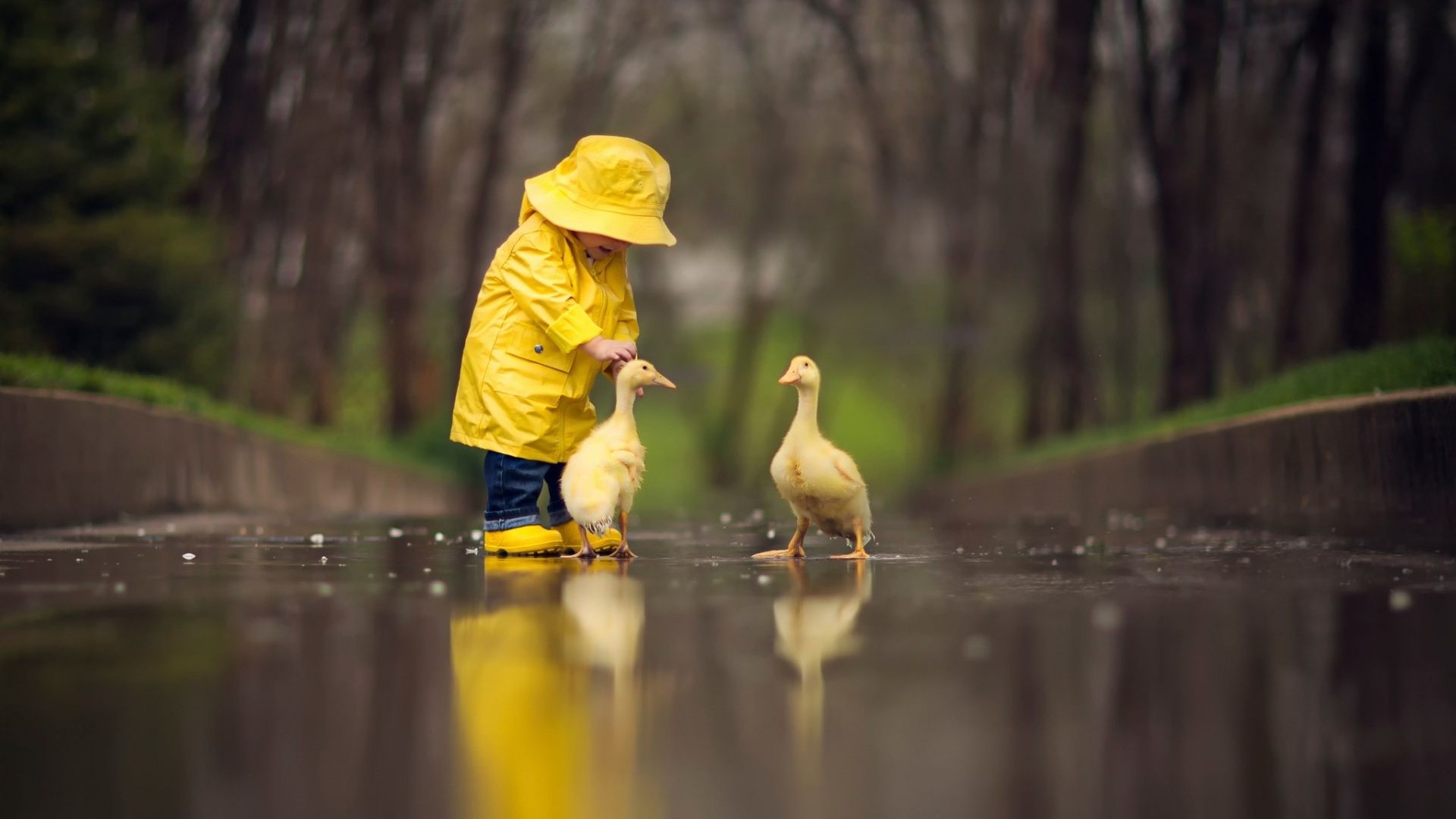 Duckling Desktop Hd Wallpaper - Yellow Raincoat Baby - HD Wallpaper 