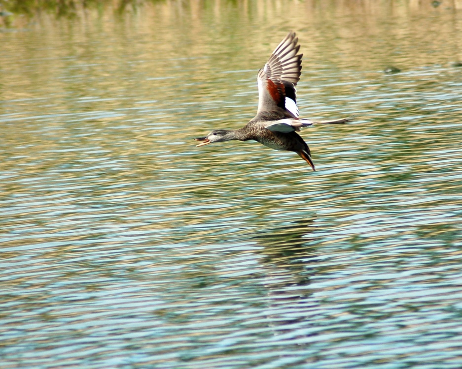 Flying Duck - Duck - HD Wallpaper 