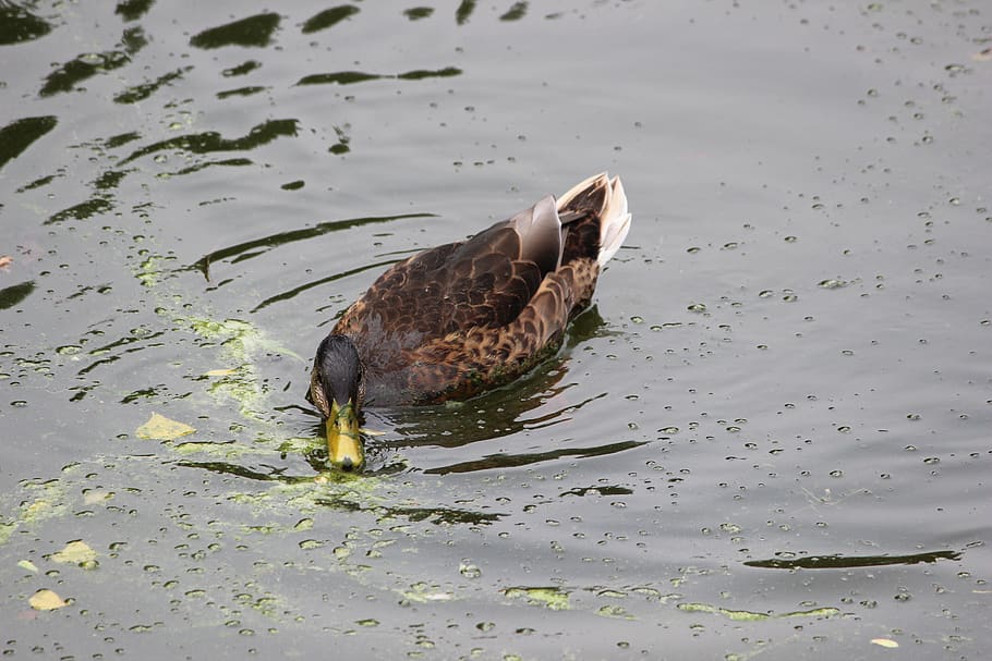 Waters, Bird, Animal World, Puddle, Nature, Duck, Bill, - Seabird - HD Wallpaper 