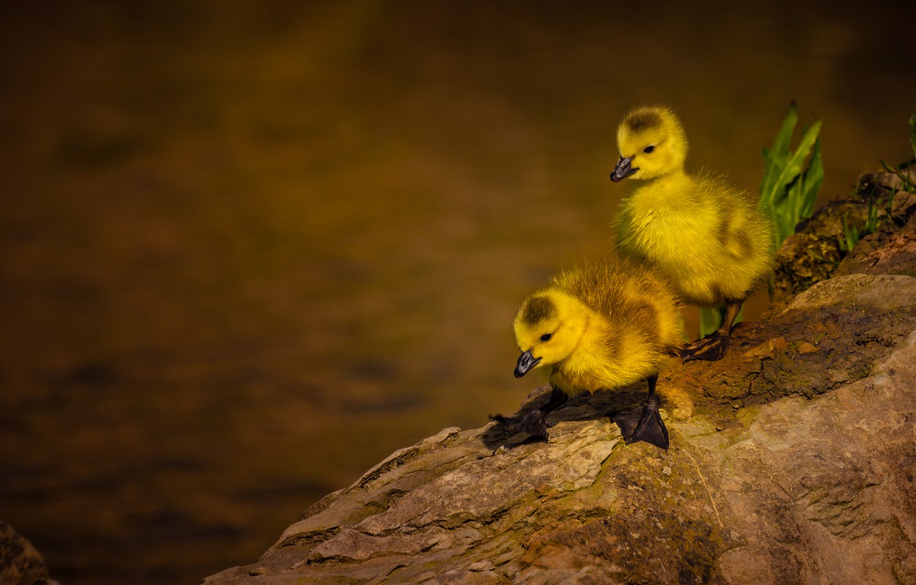 Photo Wallpaper Birds, A Couple, Ducklings, Chicks, - Duck - HD Wallpaper 